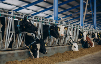 Produção de soja e criação de bovinos reinam na agropecuária em MS