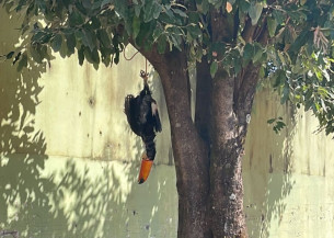 Polícia Civil identifica homem que matou e pendurou um tucano pelos pés numa árvore