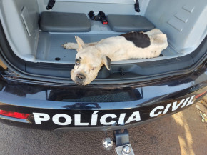 Polícia resgata animais vítimas de maus tratos