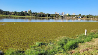 Peixes são encontrados mortos em lago tomado por 'tapete de aguapé'