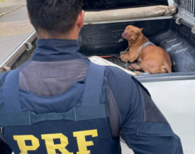 PRF orienta sobre os transporte de animais em rodovias