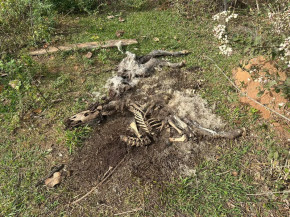 Polícia identifica dono de bezerros mortos em chácara e investiga maus-tratos