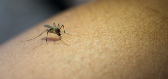 Dengue faz mais uma vítima e mortes chegam a 34 em MS