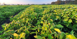 Área plantada em MS com soja e milho deve crescer 27% em 10 anos