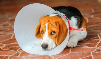 Prefeitura lança hoje programa de castração de cães e gatos em Dourados