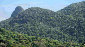 Desmatamento na Mata Atlântica cai 42% no acumulado do ano até maio