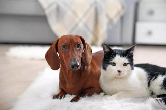 Entidades e famílias inscritas no CadÚnico poderão castrar  animais machos em Dourados