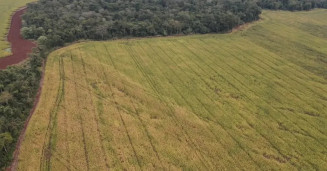 Fazendeiros levam multa de R$ 600 mil por desmatamento em MS