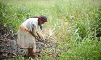 Plantas bem cuidadas alimentam melhor e ajudam o clima