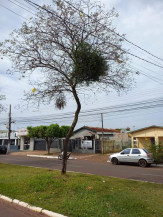 Os pés de ipê