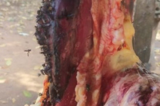 Casal é preso por armazenar e vender carne imprópria para consumo