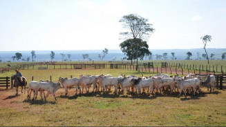 Produtores rurais devem declarar imposto até 29 de Setembro