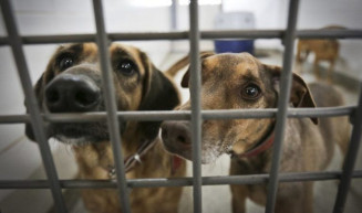 Comissão aprova projeto que garante tarifa social de água para abrigos de proteção animal