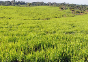Calculadora de sementes forrageiras está disponível para produtor rural