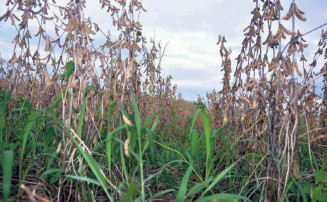 A adoção de sistemas integrados potencializa a intensificação agrícola