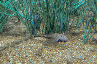 Peixe em extinção reproduz de forma inédita no mundo: espécie é atração no Bioparque Pantanal