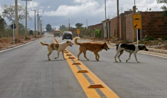 CCJ aprova projeto que cria campanha de conscientização contra o abandono de animais