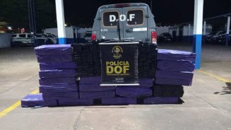 DOF apreende quase meia tonelada de maconha em plantação de milho, em Amambai