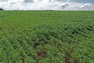 Cultivo da soja será retomado nesta semana
