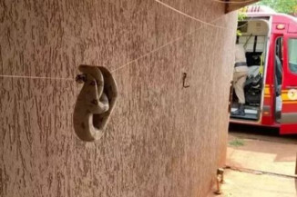 Jiboia é encontrada no varal de residência em Sidrolândia