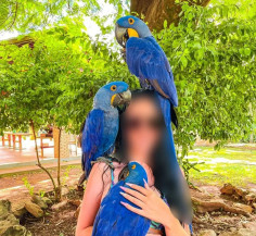 MP quer barrar uso de araras para atrair visitantes a balneários de Bonito