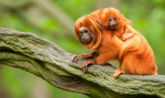CCJ aprova projeto que obriga poder público a divulgar lista de animais sob risco de extinção