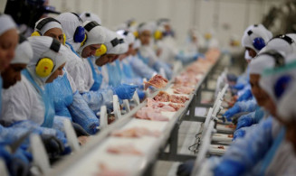 Custos de produção de frangos de corte e de suínos caem em agosto