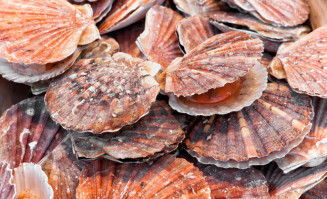 Programa Nacional de Moluscos Bivalves Seguros é implementado