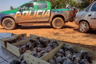 Casal é preso e leva multa de R$ 395 mil por traficar papagaios
