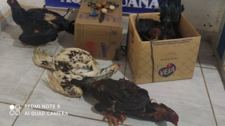 Denúncia anônima leva polícia a rinha de galos e dois são presos