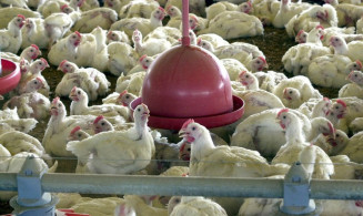 Japão suspende temporariamente a importação de carne de aves do Mato Grosso do Sul