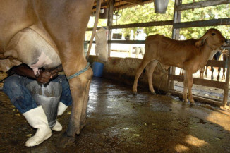 Conab abre Chamada Pública para compra de leite em pó da agricultura familiar