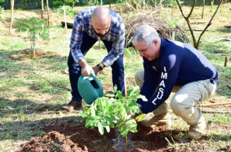 Ações de conservação devolvem floresta a 1,5 mil hectares degradadas em MS