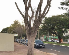 Ambientalistas celebram Dia da Árvore "de olho" em Plano de Arborização