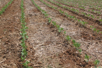 Onda de calor causa impactos no plantio da soja
