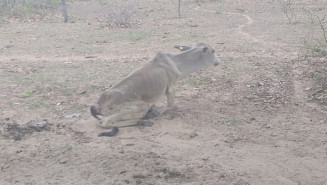 Polícia ambiental multa proprietário rural por manter animais com fome e sede