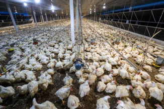 Câmara aprova Medida Provisória que abre crédito de R$ 200 milhões para combate à gripe aviária