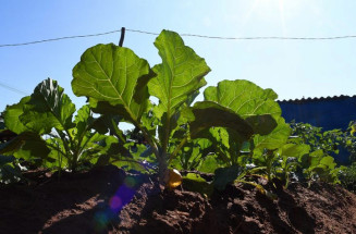 Começa hoje o I Congresso de Nutrição de MS