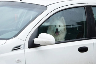Deixar o animal sozinho no carro pode gerar multas de trânsito?