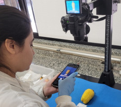 Aplicativo ajudará a preservar variedades de cajueiro para futuras gerações