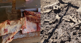 Criador de suínos e bovinos abatia animais clandestinamente e vendia em conveniência
