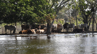 MS 46 Anos: Pantanal é desafio que une governo, fazendeiros e ambientalistas