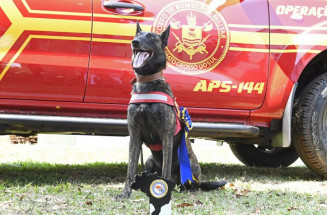 Com certificação nacional, cadela Laika do Corpo de Bombeiros de MS está apta para busca e resgate