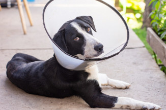 Inscrições para o Programa de Castração de Cães e Gatos reabrem e agora para o público em geral
