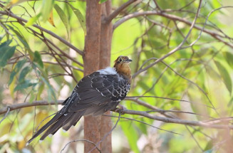  Mato Grosso do Sul tem sete ‘hotspots’ em evento mundial de observação de aves