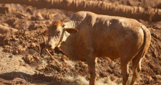 Homem morre após ser atacado por boi em fazenda