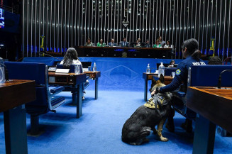 Sessão especial exalta luta pela proteção dos animais domésticos