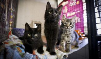 Comissão aprova guarda compartilhada de animais domésticos em caso de divórcio