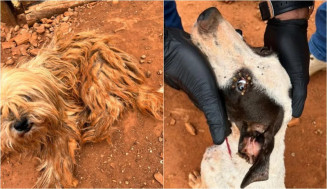 Tutora vai presa por deixar cães com carrapatos e feridas no corpo