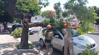 Rajadas de vento derrubam árvores em cidades de MS